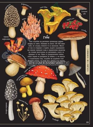 Тайнственият свят на природата: Пътеводител из миналото на нашата планета, Саския Гуин