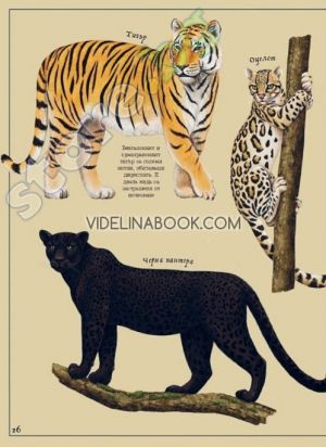 Тайнственият свят на природата: Пътеводител из миналото на нашата планета, Саския Гуин